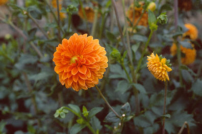 Dahlia ‘Beatrice’ flowers 1 of 1